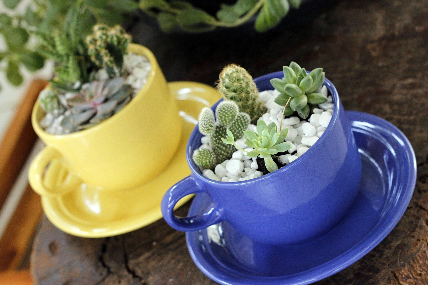 Espaço não é problema para quem deseja conviver com plantas em casa.