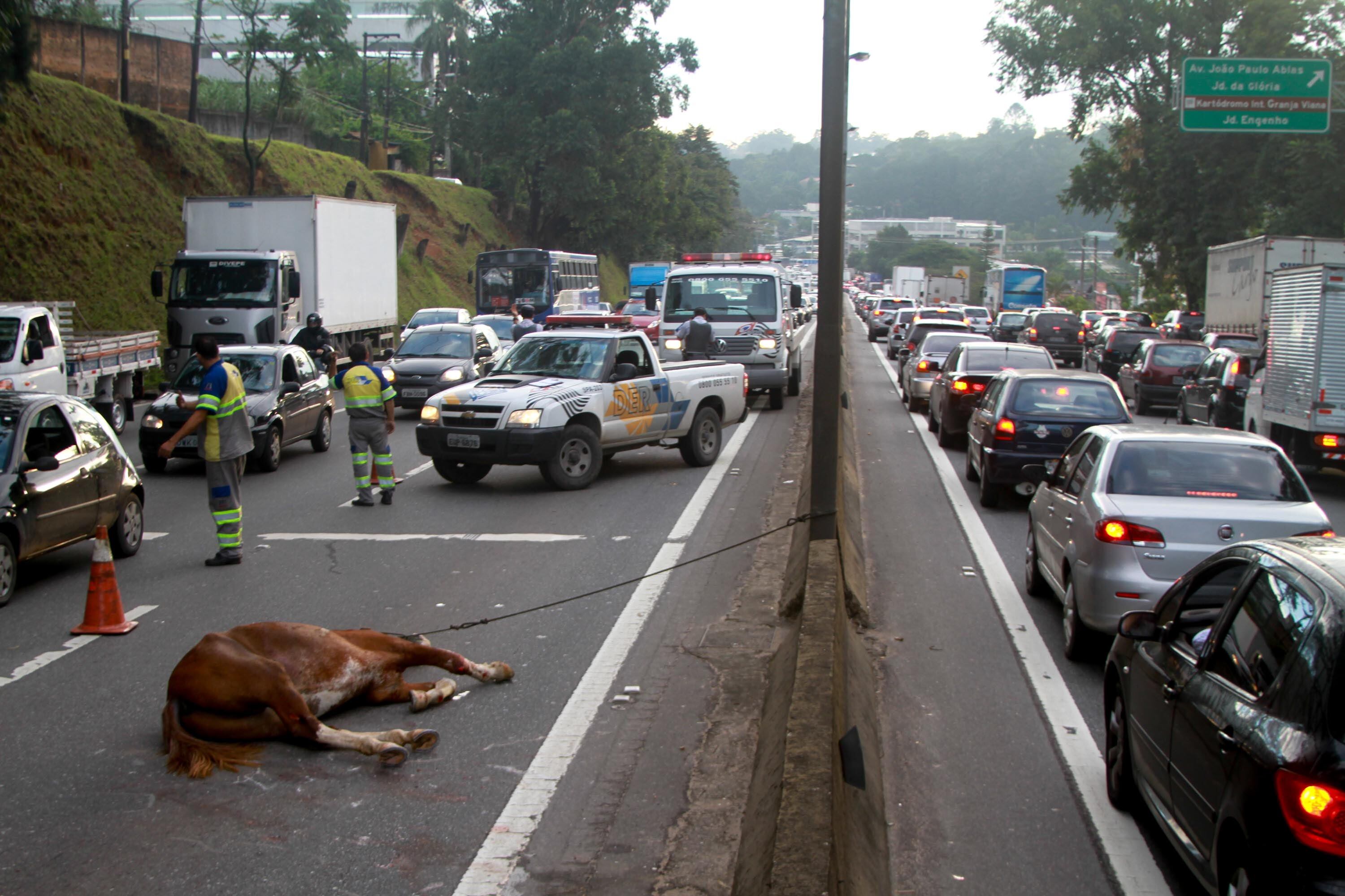 De acordo com o DER, o cavalo foi resgatado com vida