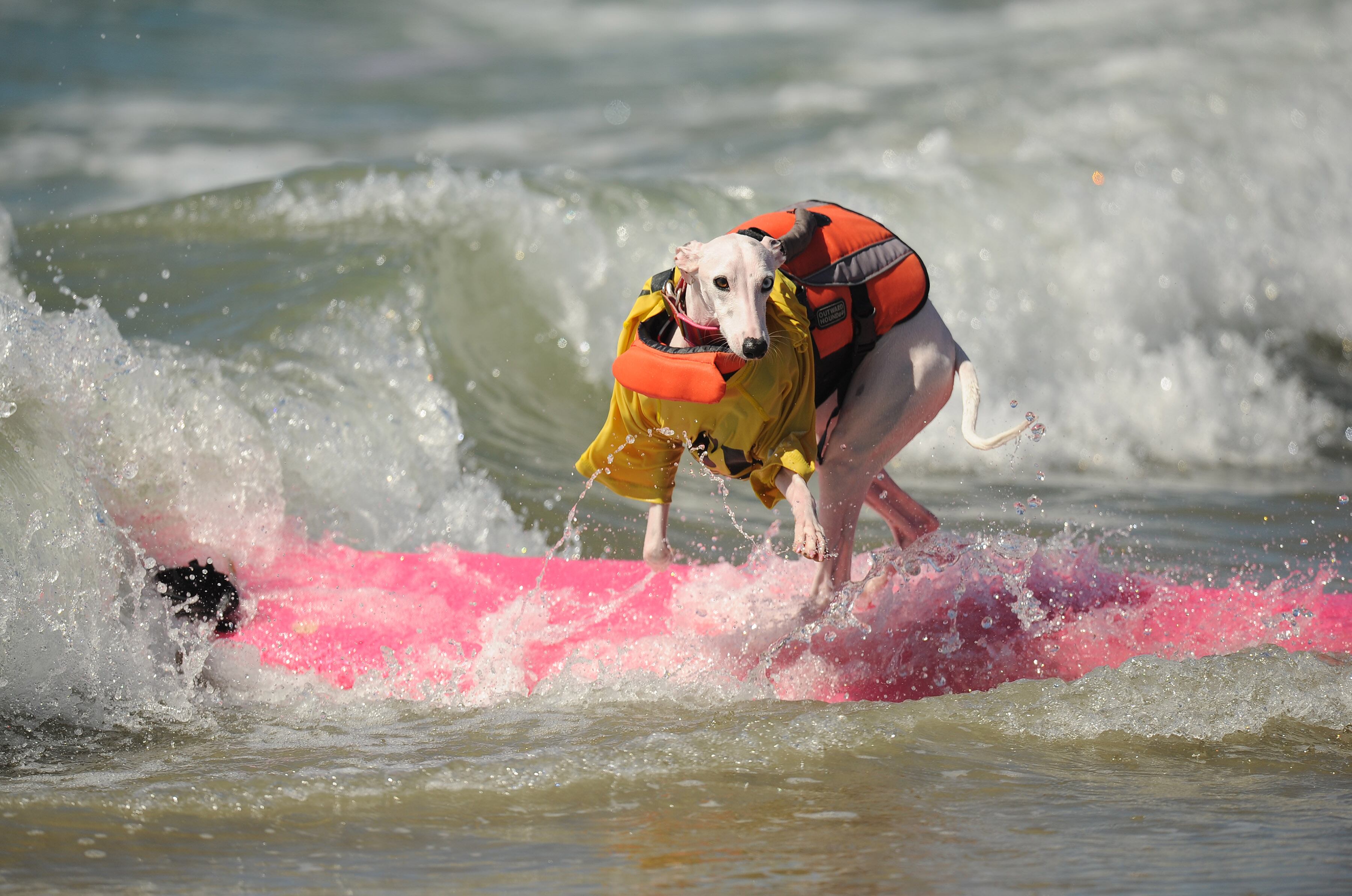 Campeonato de surfe entre cachorros agita praia na Califórnia, nos Estados Unidos