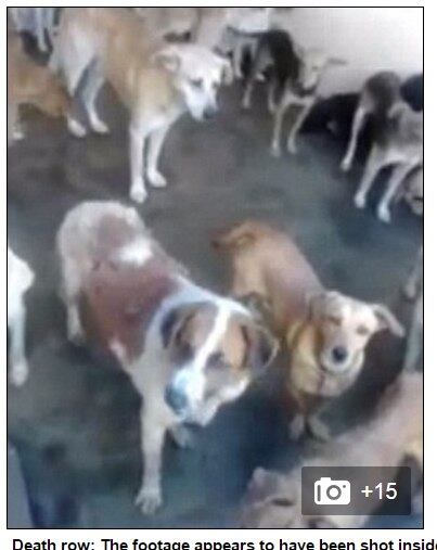 Gritando de agonia, eles são levados para celas superlotadas,
onde ficam até um funcionário chegar e colocar o pé em seus pescoços, antes de
aplicar injeções letais em seus corações