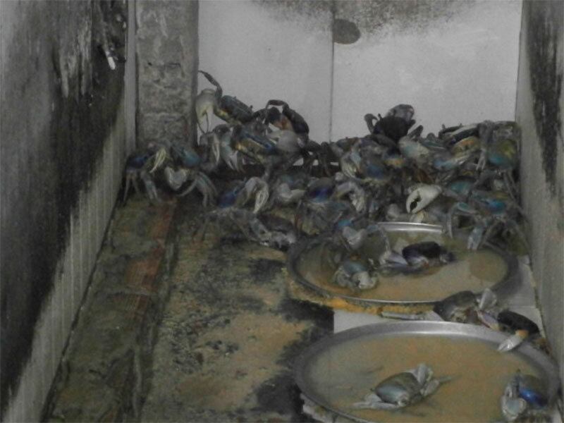 Mais de cinco toneladas de frutos do mar, impróprios para o consumo, foram apreendidos, em um imóvel localizado na Boca do Rio, em Salvador. Ao averiguar reclamações de vizinhos sobre o mau cheiro exalado daquele local, foram encontraram mariscos e crustáceos armazenados inadequadamente, dentro de uma câmara frigorífica improvisada, em um dos cômodos da casa