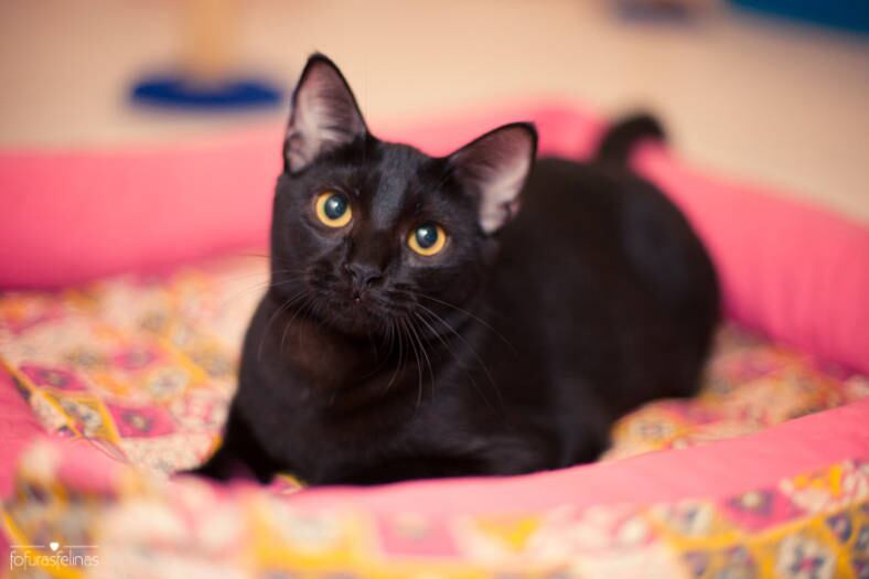 Nome: JABUTICABA
Idade: 6 MESES

Personalidade: BRINCALHONA, ADORA CARINHO, TÍMIDA COM ESTRANHOS

