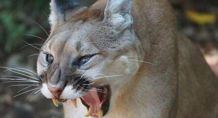 Ataques de puma são muito raros nos EUA