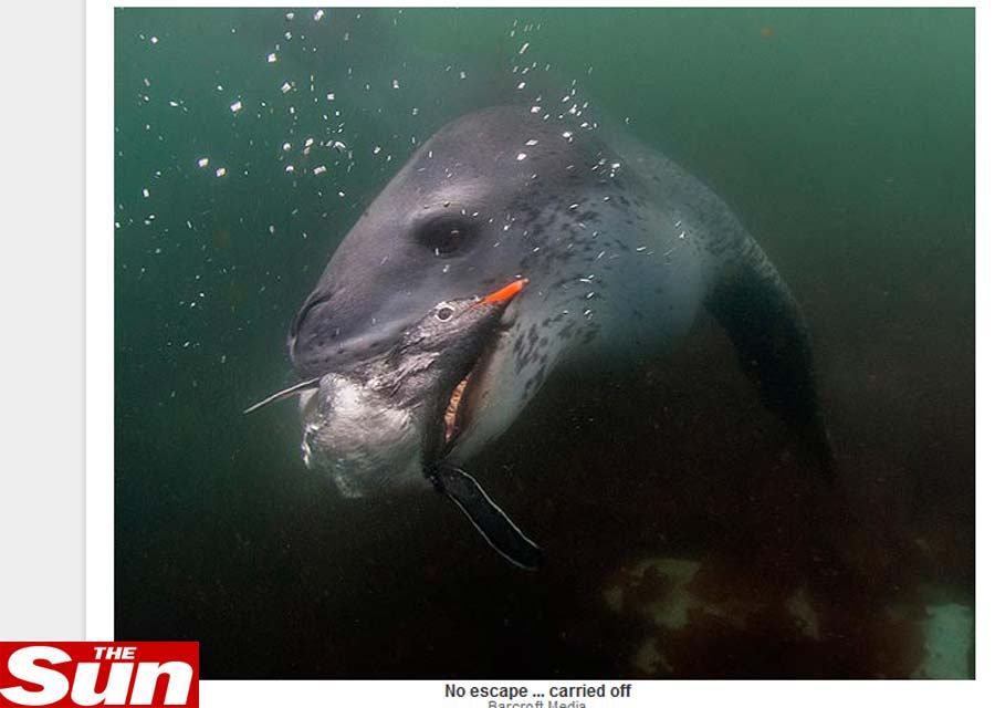 Mas “a foca-leopardo, que fingia ser uma pedra, armou uma emboscada
para capturá-lo”, disse o fotógrafo