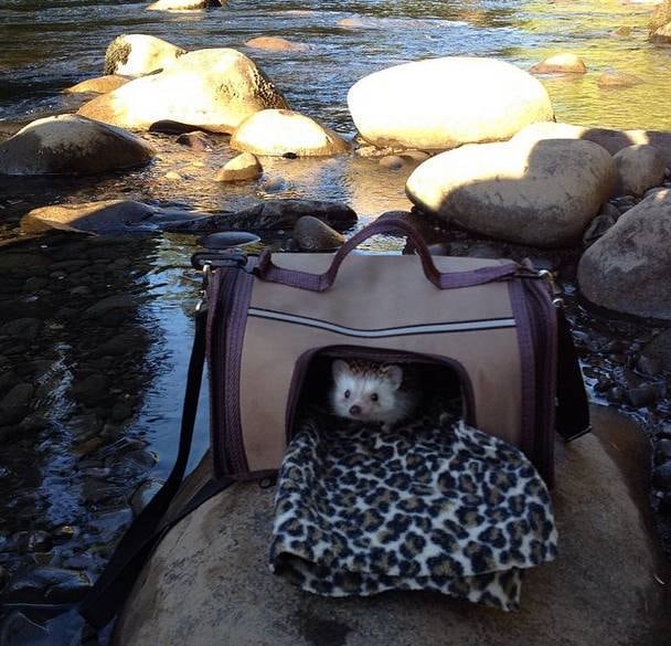 Para aqueles que se perguntam, é assim que Biddy viaja: em uma mala especial com buracos para entrar ar