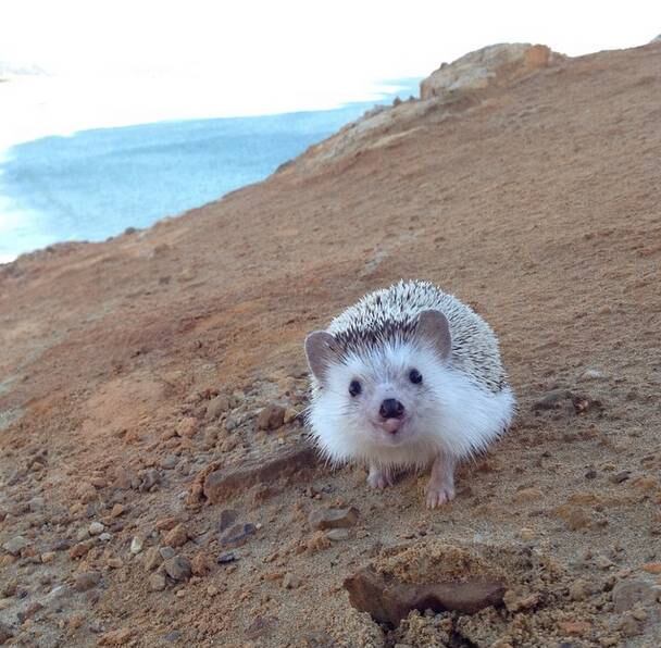 Os donos de Biddy criaram uma loja na qual são vendidos itens com as melhores fotos do porco espinho, como canecas e calendários
