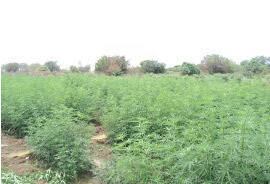 Em três anos, 2011, 2012 e 2013, o combate ao tráfico conseguiu destruir 1.029.295 mil pés de maconha