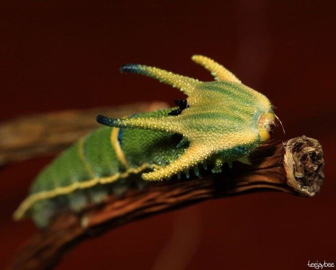 Espécie: Polyura Sempronius