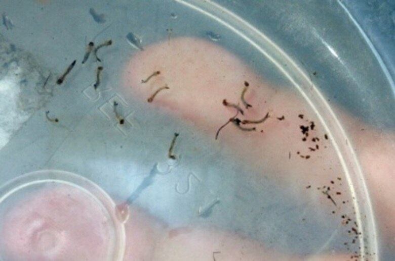 O acompanhamento da infecção por zika vírus é feito por meio de centros avançados de pesquisa