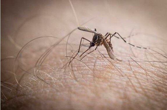 

Subiu para 211 o número de casos da febre
Chikungunya no Brasil, informou o Ministério da Saúde na noite desta
quinta-feira (9). Do total, são 38 casos importados de pessoas que viajaram
para países com transmissão da doença e 173 em pessoas sem registro de viagem
internacional para países onde ocorre a transmissão