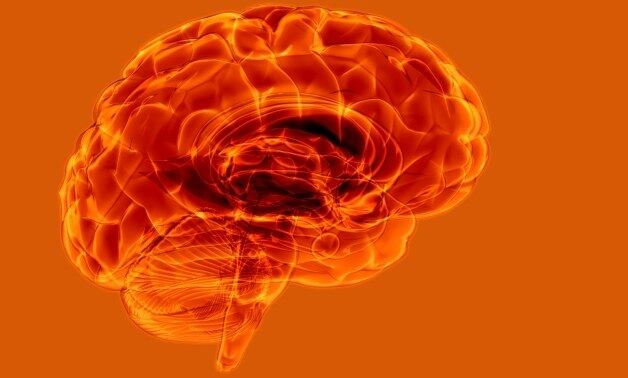 As amostras cerebrais no campus são usadas "como ferramenta de ensino e, cuidadosamente, com curadoria de faculdade"