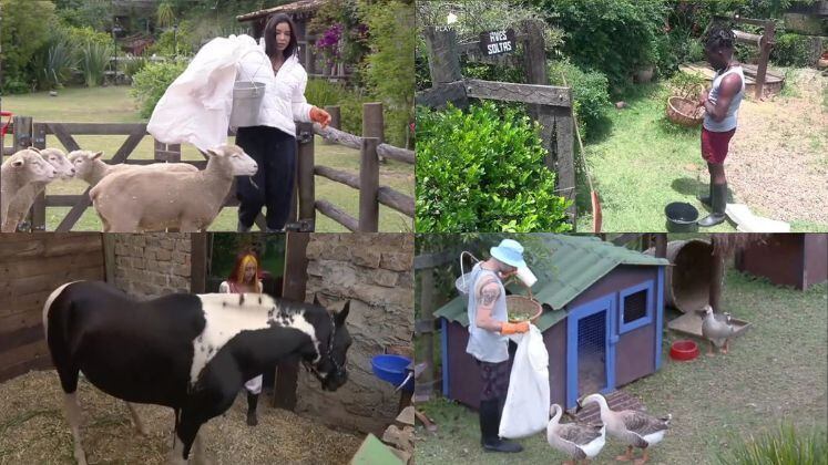O trato dos animais em A Fazenda sempre foi tema importante, mas nem todo mundo leva jeito ou tira de letra logo nas primeiras semanas. Mas, ninguém discorda que sempre rendem bons momentos, alguns engraçados, outros de pura fofura! Na décima quarta temporada, o público acompanhou cenas de aflição e, claro, superação! Relembre!