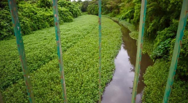 Alfaces d'água e Aguapés se proliferam desordenadamente em vários pontos