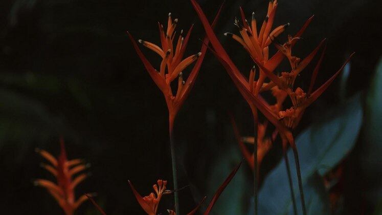 E já sabemos que quando o assunto é reality e há dinheiro em jogo, nem tudo são flores... Na arena, os participantes terão de enfrentar os mais diversos desafios de sobrevivência. Enquanto isso, Sabrina traz desafios aos confinados e quem está no exilio poderá assistir e comentar tudo o que acontece na vila