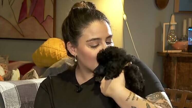 De acordo com Luiza, eles são não apenas inteligentes, mas também muito carinhosos. Ela contou que é fácil adestrar os pets e eles estão sempre buscando afeto físico com os donos. "É um cachorrinho muito simpático", garantiu. Contudo, com a saída da raça de cena, outra precisava ocupar a posição de favorita no país.