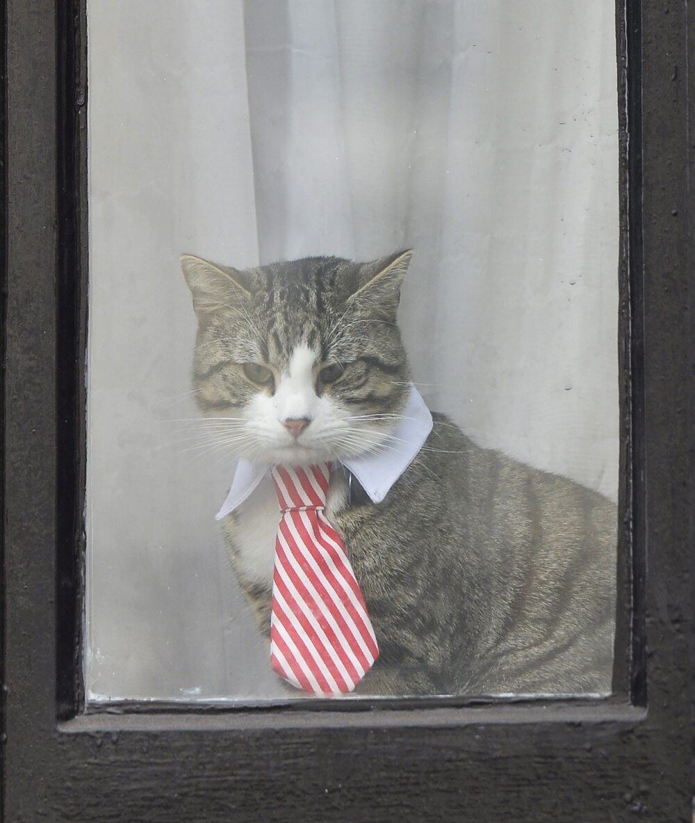 RJ #ficarubinho RT @PatyPenna @faminas_m @veragimenez @vitorrnaves  @Rodrigopoet4 @mariada92968769 @About_Di @sissi_rj @luliguimaraes @tomleao  @arielpalacios @S_de_Silvia @sissi_rj @Amoosdogs @DeschampsPat @alesie  @angelcris1969 @marcelomedici ..., image size:1000x1183