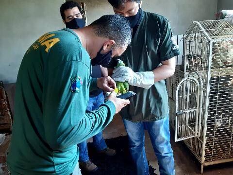 Operação investiga tráfico de animais silvestres em MG e RJ