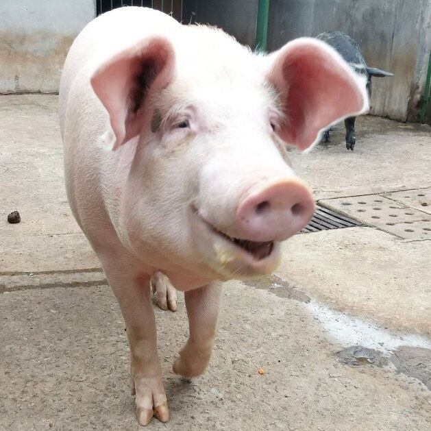 O porco Huguinho é filhote de Doroteia e também está disponível para adoção