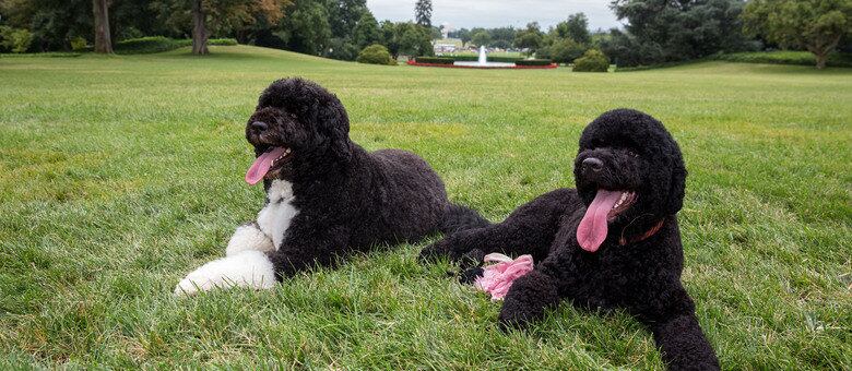 Sunny (direita) é uma cadela da raça cão d'água português, assim como o já famoso Bo (esquerda)
