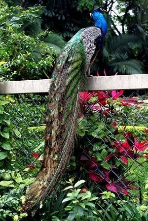 Não ter penas de pavão em casa