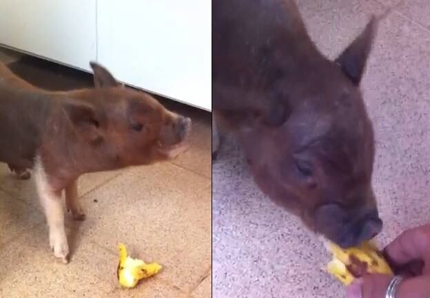 Kevin Bacon também não é muito diferente. Ganha frutas, legumes e até comida de gente de seu dono. Aos cinco meses ele está com aproximadamente 5 kg e chegará a, no máximo, 8 kg. Por estar um pouco gordinho, o animal foi levado pelo dono para viver em uma fazenda, próxima a BH, onde tem mais espaço para correr

— Lá ele criou uma musculatura. Ficou uma torinha mesmo.