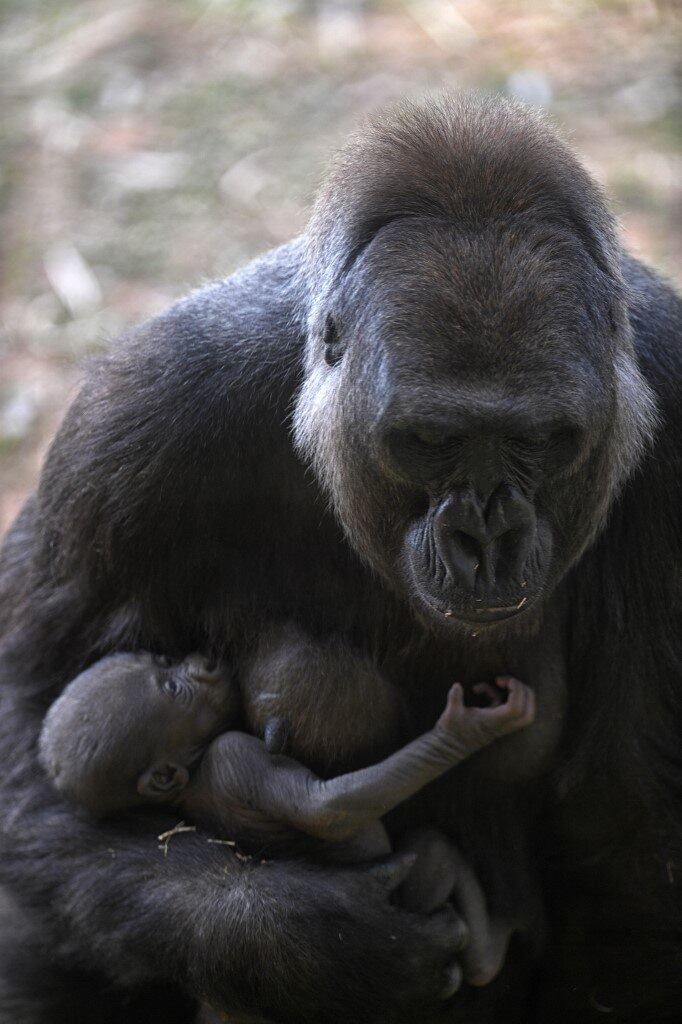 BRAZIL-ZOO-GORILLA
Western lowland gorilla Imbi and her baby gorilla are seen at the zoo in Belo Horizonte, Brazil, on September 24, 2021. The baby gorilla was born on September 3, 2021, and is the fifth of the species -which appears on the International Union for Conservation of Nature (IUCN) red list as critically endangered- to be born in the zoo, the only one in South America to succeed in breeding the species.
DOUGLAS MAGNO / AFP