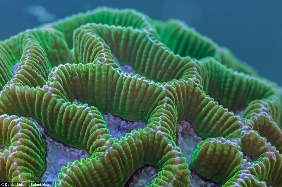 Corais, Meio Ambiente, cores, arco-íris, Austrália