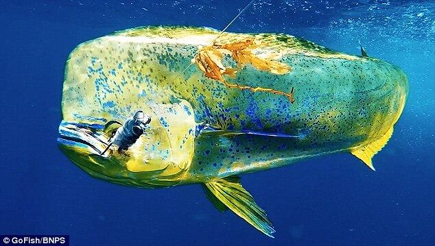 Uma das aplicações da GoFish inclui usar as imagens capturadas como troféu, mostrando como foi a luta do pescador com o peixe