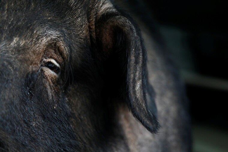 A competição é vencida pelo proprietário do maior porco. A conquista simboliza um sinal auspicioso de que o ano que se inicia será afortunado, conforme conta Ching-sheng