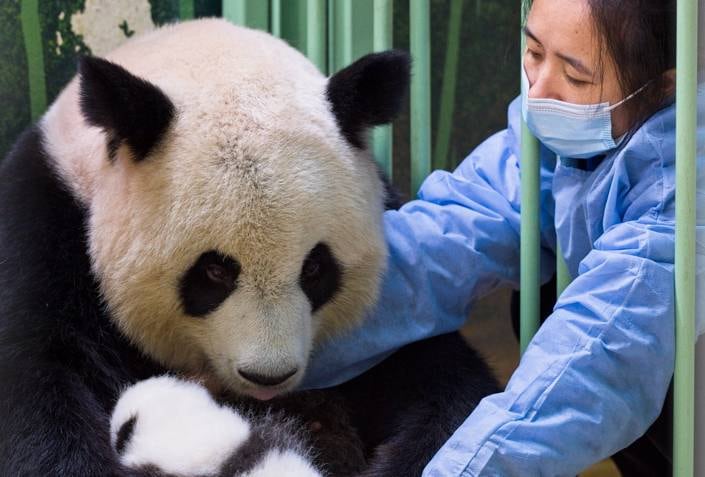 Desde o nascimento dos filhotes, a panda fêmea Huan-Huan, mamãe deles. tem encantado cuidadores e visitantes com demonstrações de amor e carinho a seus filhotes