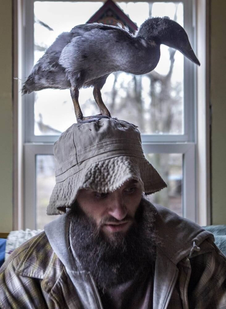 "Minha ideia era criar galinhas quando comprei os ovos, mas eu não fui capaz de manter os níveis corretos de umidade. Por erro, havia um ovo de pato no lote e foi o único que chocou", escreveu Brian em seu blog