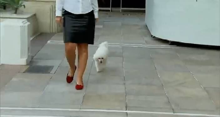 Mas quem vê cadelinha passeando pelos corredores do Copacabana Palace nem desconfia de onde ela vem. Ela foi mandada para o Brasil por Lorde Bowen, um rico design inglês de 37 anos