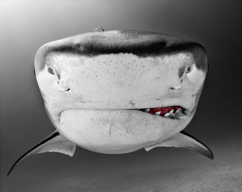 Photoshop nos animais aquáticos, trato nos animais, photoshop, tecnologia, ciência, arte