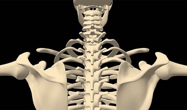 Apesar de extremamente fortes e de aguentarem muita pressão e impacto, seus ossos são formados 30% de água!