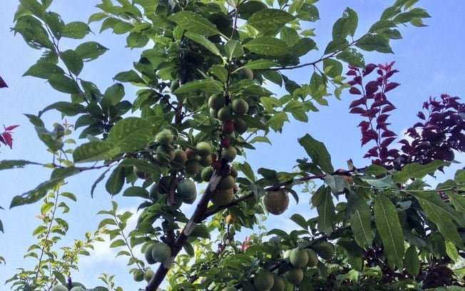 Para produzir outras árvores do mesmo tipo, é necessário um tempo de 8 a 9 anos