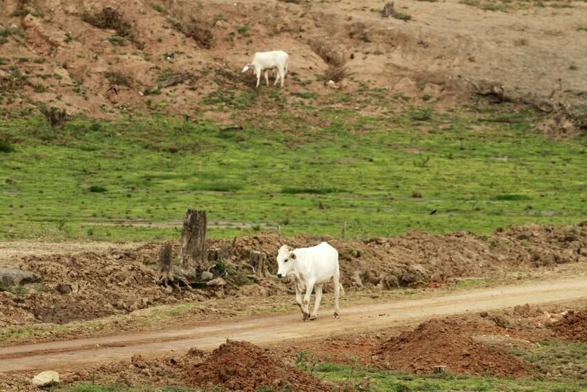 No Cantareira, onde antes era água, hoje virou pasto