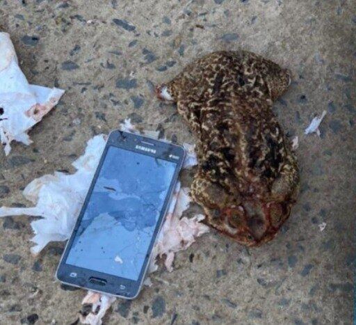 Celular estava dentro do animal