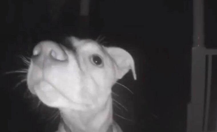 Chika foi trancada para fora de casa pelo dono