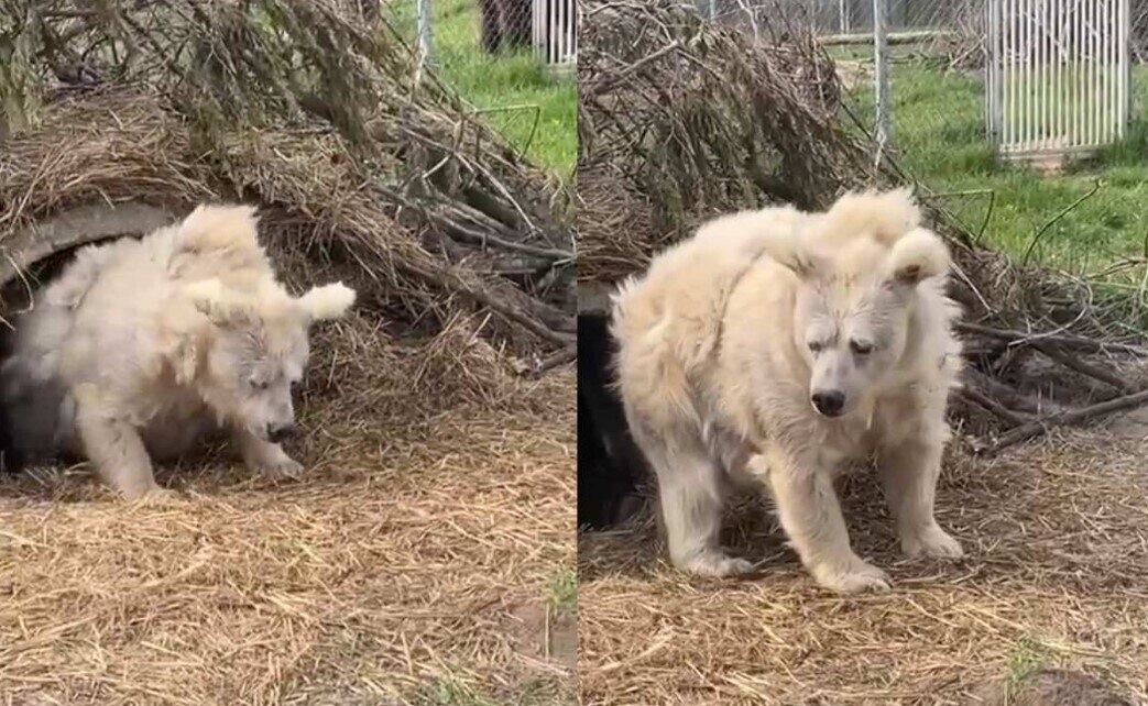Animal foi visto no pior estado possível após um sono devastador