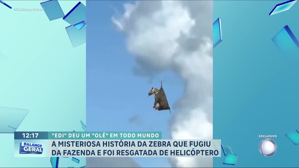 Conheça a história de Edi, zebra que fugiu de uma fazenda e foi resgatada de helicóptero nos EUA