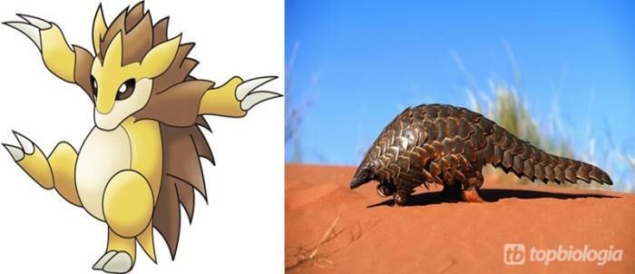 Sandslash
é o mamífero Pangolin