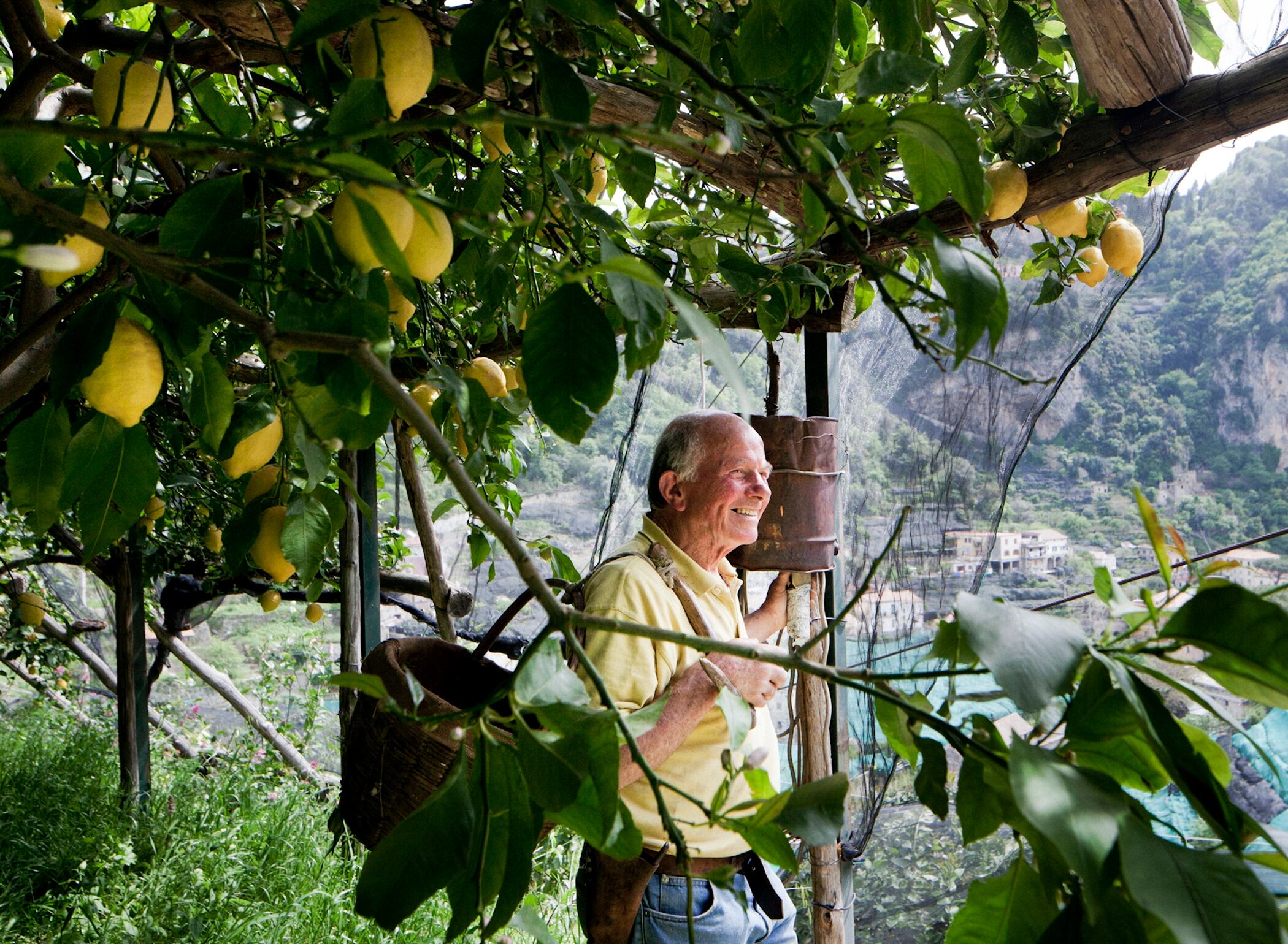 Amalfi, Itália – Em uma recente manhã de primavera, Luigi Aceto (foto), um senhor vigoroso de 78 anos, subiu as escadas da plantação de limões de sua família, na encosta de uma das cidades mais pitorescas da Itália, escolhendo habilidosamente os frutos e colocando-os em uma cesta. O sol estava brilhando e os limões maduros tinham o tamanho de punhos fechados. O cheiro das flores era inebriante.

Aceto, apelidado carinhosamente de Gigino, nasceu e cresceu em meio a esses limoeiros, onde seus familiares trabalham há séculos, primeiro como arrendatários e depois como proprietários. 

Mas com o valor cada vez mais alto das terras na Costa de Amalfi – mais valorizadas pelo turismo de luxo do que pelos limões frescos –, Aceto teme o que o futuro reserva para sua família 
(Reportagem do New York Times)