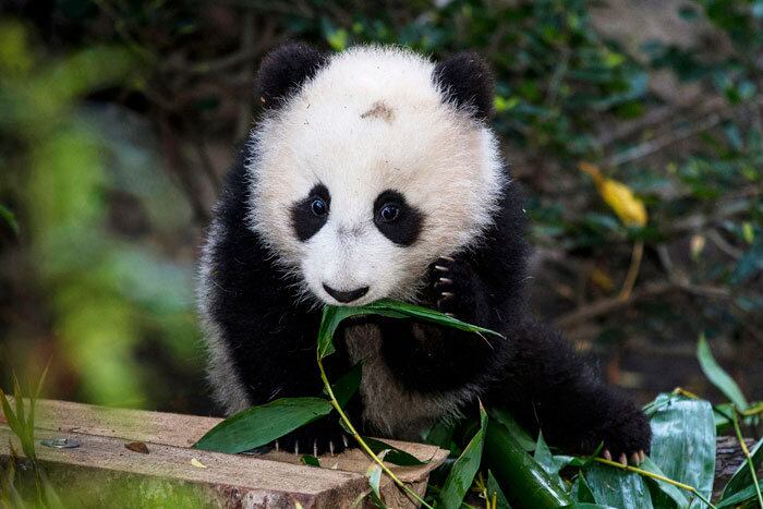 

Um panda de cinco meses é visto pela primeira vez fora do
seu hábitat no zoológico de San Diego na Califórnia