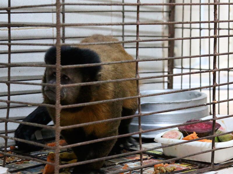 Animais foram resgatados na avenida Vasco da Gama e no Parque da Cidade, no Itaigara