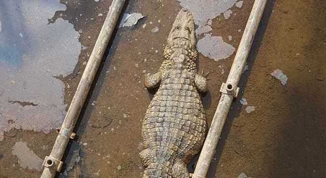 Jacaré foi resgatado e solto na Lagoa da Pampulha