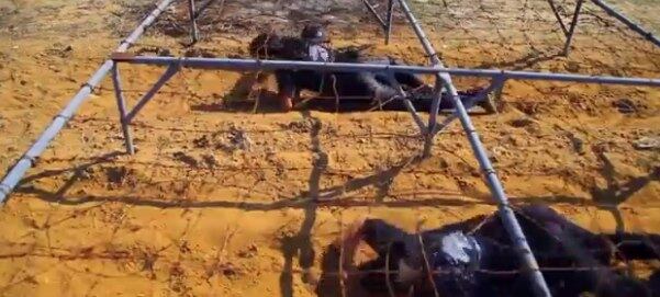 Em uma das cenas, as crianças podem ser vistas saltando no meio de arcos em chamas e colocando os pés em pregos. Um treinamento brutal até mesmo para os adultos



Conheça o R7 Play e assista a todos os programas da Record
na íntegra!

 
