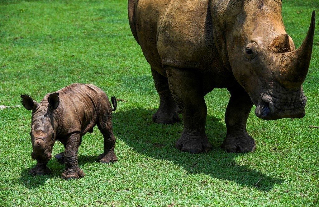 Espécie é severamente ameaçada de extinção pela caça ilegal na África devido ao seu chifre. Segundo, a WWF, existem apenas 18 mil rinocerontes-brancos vivos
