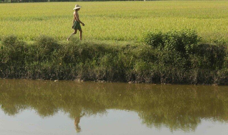 Agricultor visita campo de
arroz no vilarejo de Cong Chua, próximo a Hanói, no Vietnã