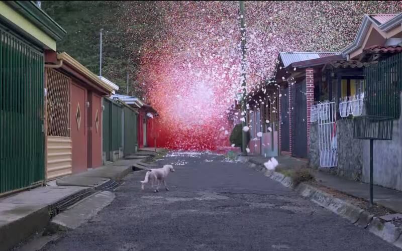As belas imagens se destacaram pela explosão de cores vinda das flores que cobriram a cidade