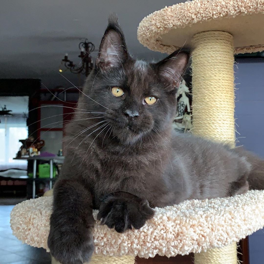 "Posso dizer que, enquanto trabalhava com a raça, concentrei-me no tipo de Maine Coon, é por isso que agora tenho um tipo de cara de gatinho reconhecível no meu berçário", explica a criadora
